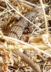 trying his hardest to hide!