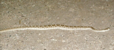 rattlesnake