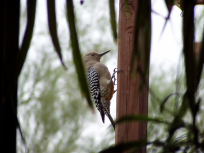 Look!  Woody woodpecker!