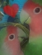 Lovebirds