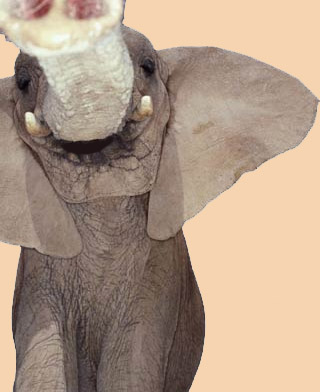 elephant