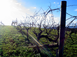 A family-owned wineyard...
