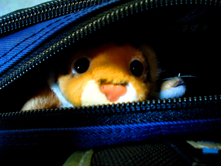 tiggy peeks out at the world!