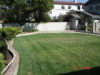 Backyard grass