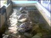Three little turtles