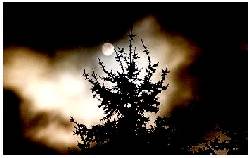 Full Moon through trees