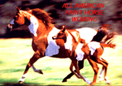All American Paint Horse!
