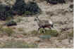 antelope.jpg (152196 bytes)