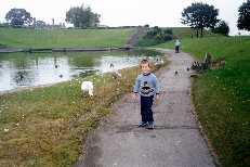 Feeding Swans
