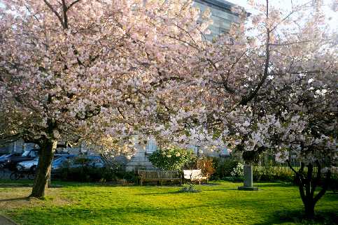 Early Morning at Trinity