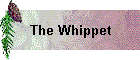 The Whippet