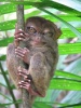 tarsier-image188037.jpg