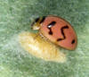 Pupa of Dinocampus