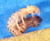Parasitised larva of Illeis sp. 