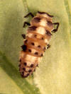 Parasitised larva of Cheilomenes