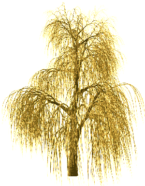 Golden willow