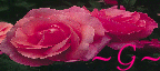 ~whisper soft roses~