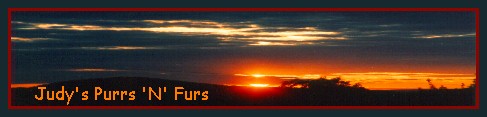 Judy's Purrs 'N' Furs