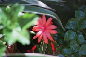 Easter Cactus