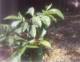 A photograph or clip art