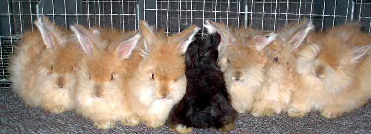 English angora rabbits /bunnies