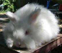 English angora rabbit /white adult