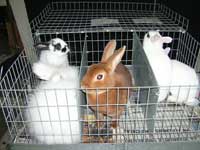 rabbits brought to the photo shoot
