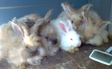 English angora rabbit available for adoption