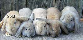 Video of Typical Available Bunnies 