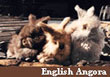 English angora rabbits /bunnies
