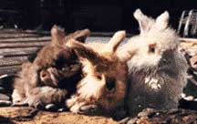 Picture of three baby angora bunnies