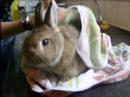 giving a rabbit / bunny a bath