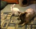 dog kisses rabbit video