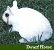 dwarf hotot rabbit