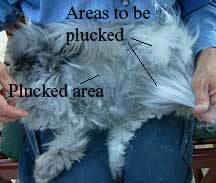 Showing an English Angora's coat that has been plucked, groomimg