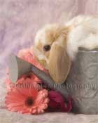 Calendar shots of rabbits,  