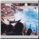 Killer Whale, posing at Marineland.