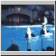 Pair of Killer Whales saying good-bye from Marineland.