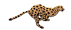 cheetah gif