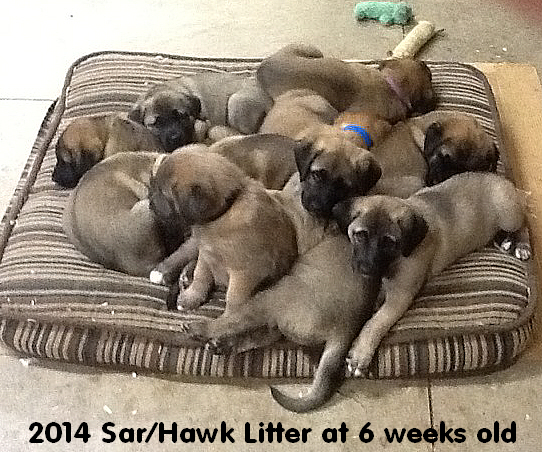 6 wk old pups
