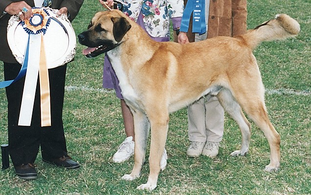 Dev taking BEST IN SHOW at 14mo old
