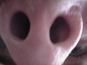 You can see his eye in the lower right hand corner!