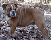 Shamu2.jpg (81118 bytes)