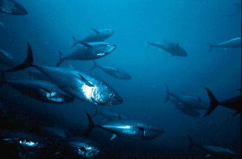 What are you looking here for!