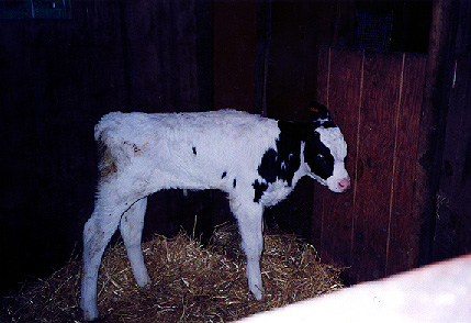calf20.jpg