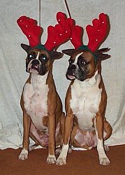 Pssst! Penny....I am going to make a break from this embarrassing situation