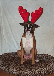 Uh, Mom? Where did Booker T go?