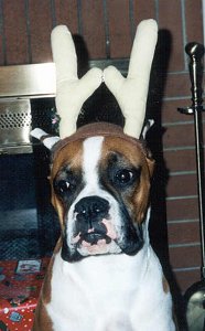 Ch Rosend's Booker T @ 6 months old