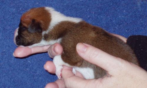 Brandi 1 week old 1/08/06