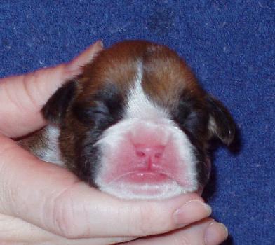 Brandi 1 week old 1/08/06